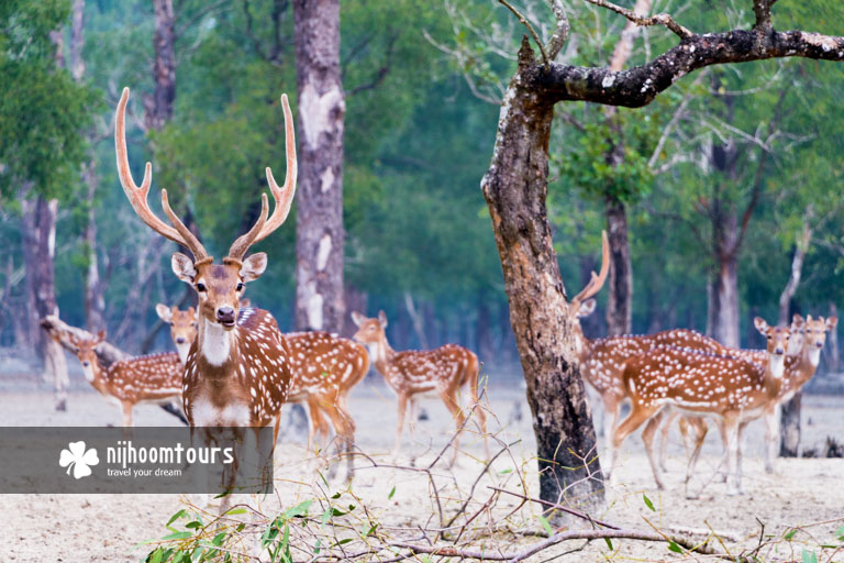 Axis Deer at a wildlife sanctuary in the Sundarbans Mangrove Forest