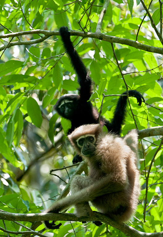 Western Hoolock Gibbons at Lawachara National Park in Srimangal