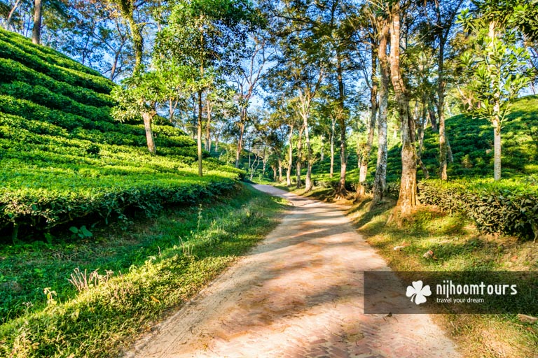 A beautiful tea estate in Sreemangal