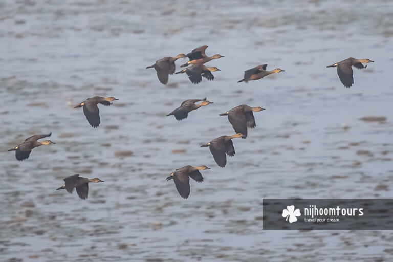 Migratory birds at Baikka Beel in Sreemangal