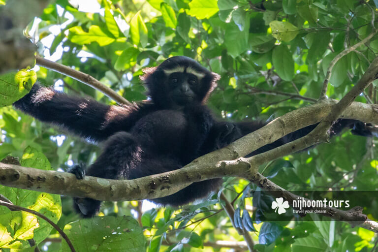 A male Hoolock Gibbon at Lawachara National Park in Sreemangal