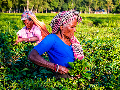 The avatar image of the day tour with Nijhoom Tours, starting and ending at Dhaka, covering the highlights of the tea capital Sreemangal