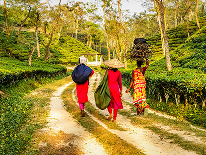 Avatar image of 3 days Sreemangal Tour in Bangladesh with Nijhoom Tours to enjoy the beauty of the tea plantations, Lawachara National Park, remote tribal villages, and much more