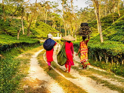 The avatar image of 3 days Sreemangal Tour in Bangladesh with Nijhoom Tours to enjoy the beauty of the tea plantations, Lawachara National Park, remote tribal villages, and much more