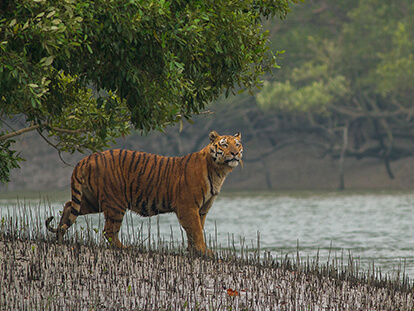 Avatar image of 8-day Sundarban Safari Tour in Bangladesh with Nijhoom Tours