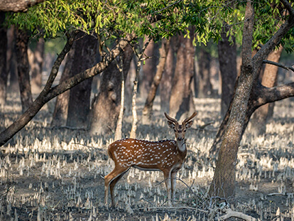 Avatar image of 3-day Sundarban Tour in Bangladesh with Nijhoom Tours