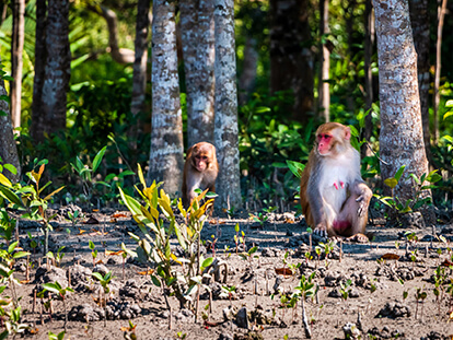Avatar of 4-day Bagerhat & Sundarban Tour with Nijhoom Tours