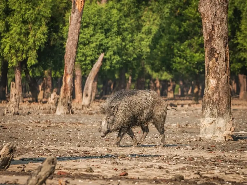 Wild boar in the Sundarbans
