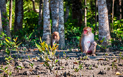 4-Day Bagerhat & Sundarban Tour