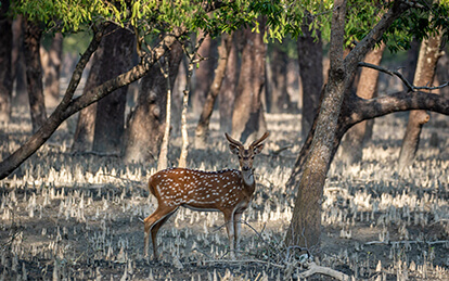 A photo of axis deer in our Sundarban Tour in Bangladesh from Mongla by boat